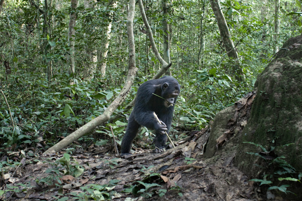 Chimpanzee digging