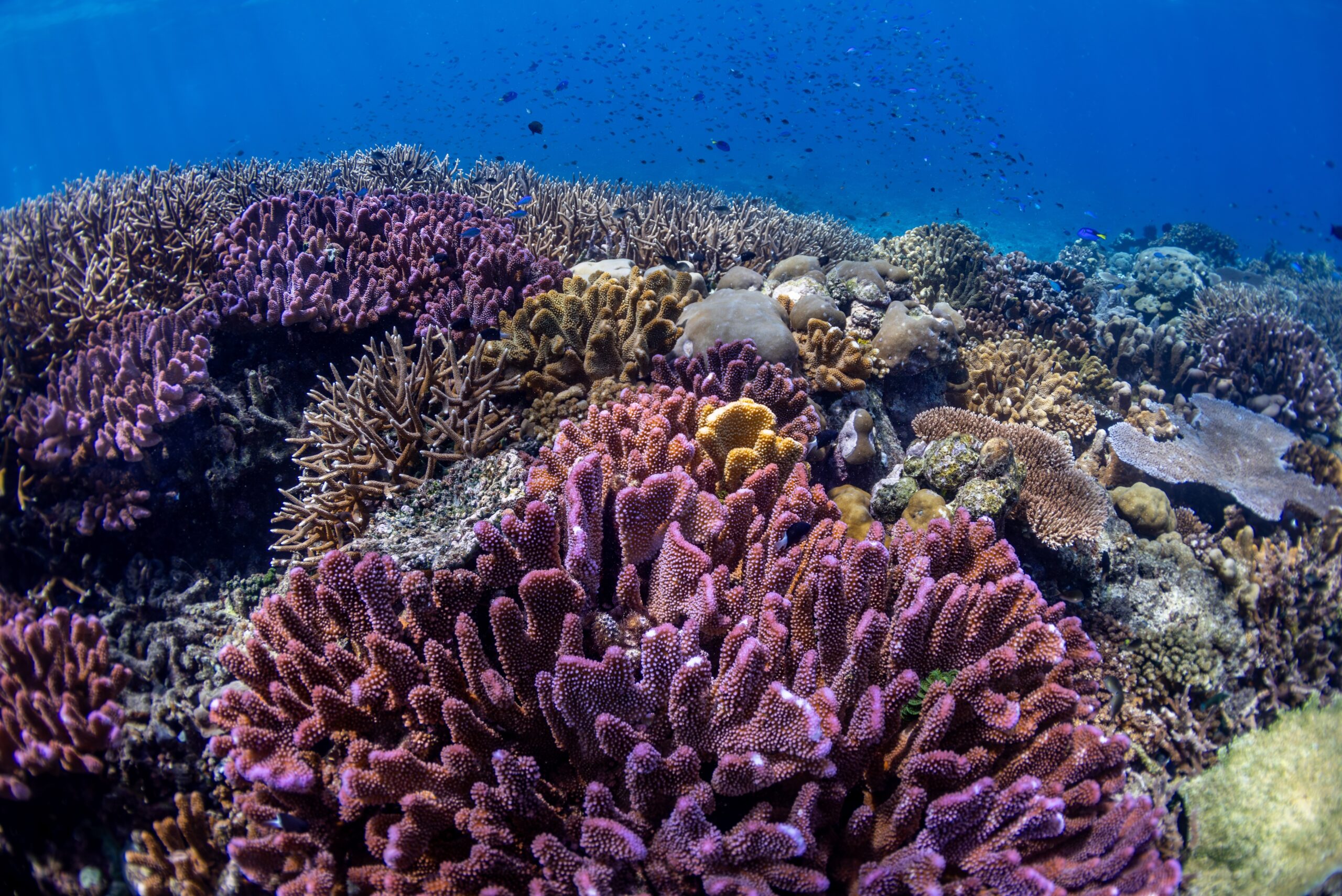 Lissenung Island, Papua New Guinea - 2024/08/21: Nautilus reef.

Over three months of exploration across Papua New Guinea from July to October 2024, National Geographic Pristine Seas conducted marine surveys in one of the most biologically diverse places on earth in partnership with the government, local communities and partners to support ocean protection.