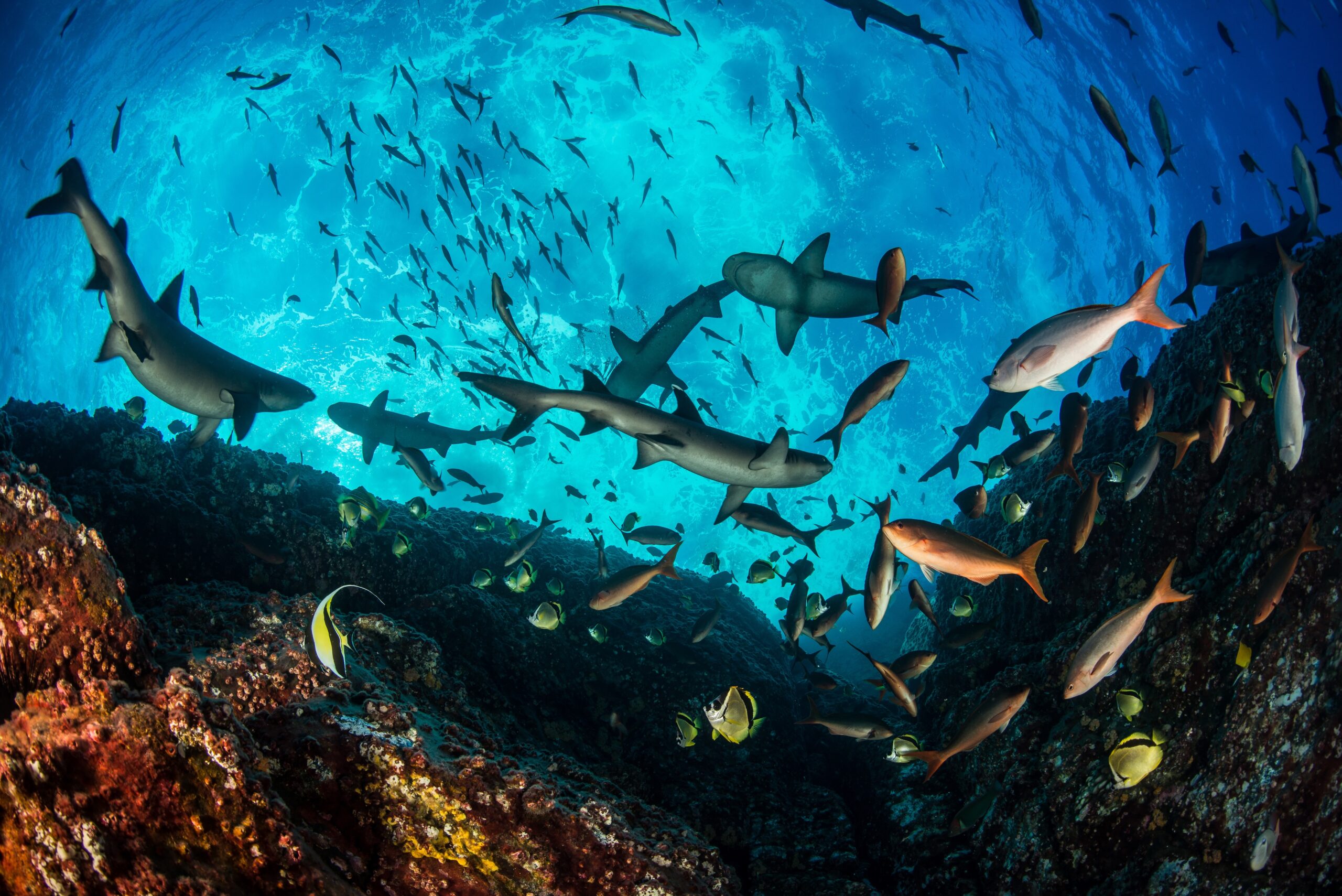 Revillagigedo Islands, Mexico. At Sea: March to April 2016. Seen from above the ocean surface, the tiny island of Roca Partida appears as two small peaks jutting out from the water. Underwater, however, this remote island of the Revillagigedo Archipelago hosts a rich marine habitat. Here, whitetip reef sharks, Pacific creole fish, barber fish, and Moorish idols populate the reef. Photo by Enric Sala/National Geographic Pristine Seas.