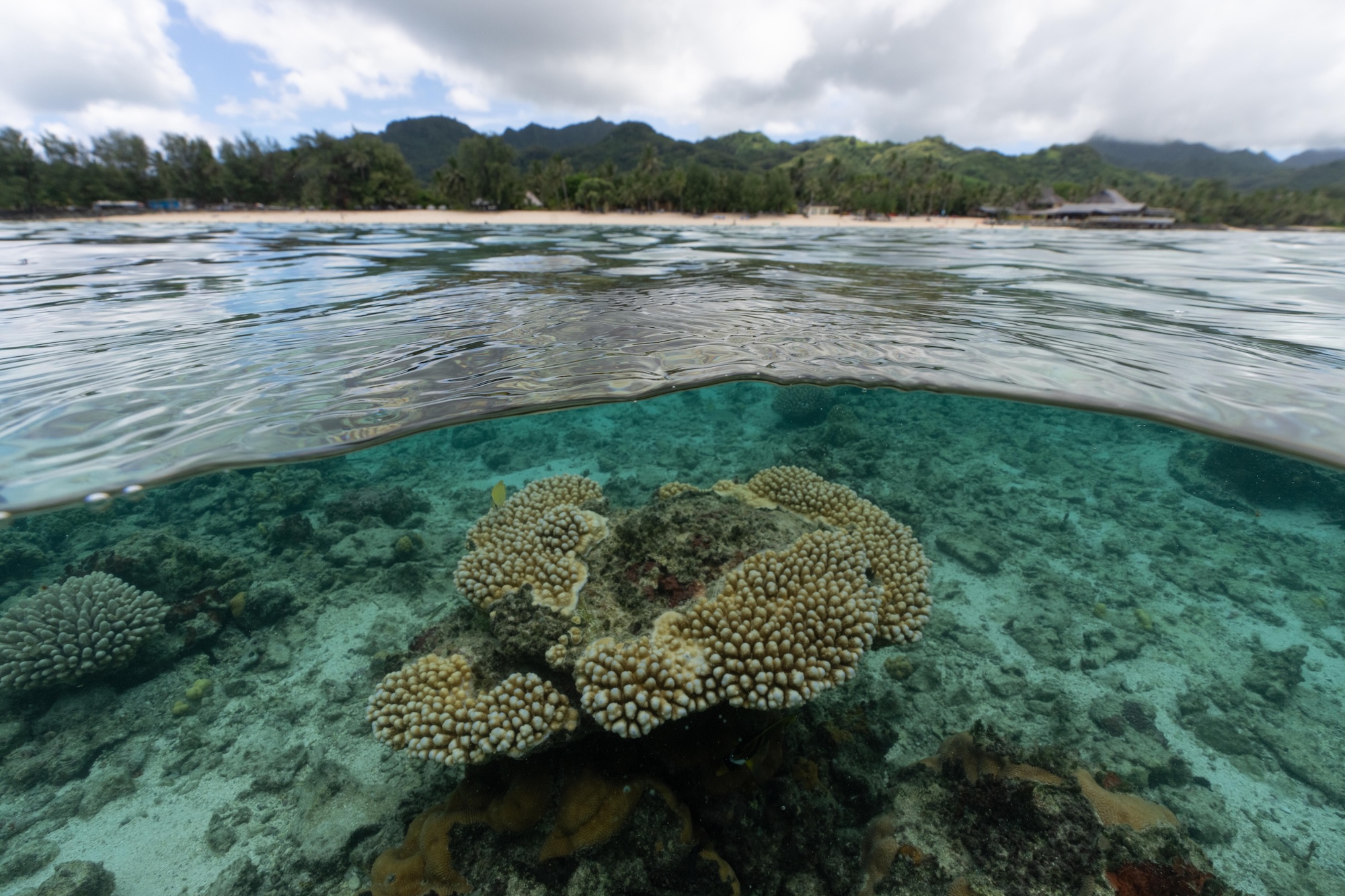 Rarotonga, Cook Islands - 2025/02/09: An over-under view of a recovering coral reef.

National Geographic Explorer Anya Brown is leading the National Geographic and Rolex Perpetual Planet Ocean Expedition in the Cook Islands to investigate the role of genetic diversity in coral reef resilience to rising ocean temperatures and bleaching, and to replicate the natural mechanisms that promote heat tolerance among corals. The expedition partners with Kōrero O Te `Ōrau, a Rarotongan environmental NGO that seeks to raise a generation of environmental guardians who form deep and meaningful connections with their culture and environment, to restore the coral reefs in Rarotonga. 

From seashore to seafloor and from pole to pole, Perpetual Planet Ocean Expeditions integrate cutting-edge science and traditional ecological knowledge to examine the causes and impacts of marine systems change across the largest and most vital ecosystem on Earth - the Ocean. The multi-year exploration of all five basins of the world’s ocean - Arctic, Pacific, Southern, Atlantic and Indian - leverages several science disciplines, partnerships between National Geographic Explorers and coastal communities and world-class storytelling to reveal the diversity and connectivity of these unique and vulnerable ecosystems while scaling bold and innovative solutions to help protect, restore and rebalance our planet’s largest biome.