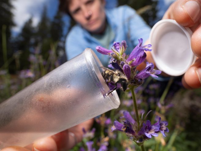 Soda Springs, Calif., July 22, 2025: National Geographic Explorer Felicity Muth releases a bee from a vial while conducting fieldwork to decode bee intelligence at Van Norden Meadow near Soda Springs, California. This research is part of the Wildlife Intelligence Project, inspired by Jane Goodall and the Templeton Prize, and supported by the National Geographic Society and the Templeton World Charity Foundation. (Photo by Mark Thiessen/National Geographic)
